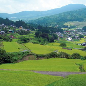 坂折棚田