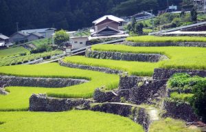 深野のだんだん田