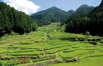 四谷の千枚田
