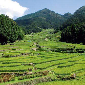四谷の千枚田