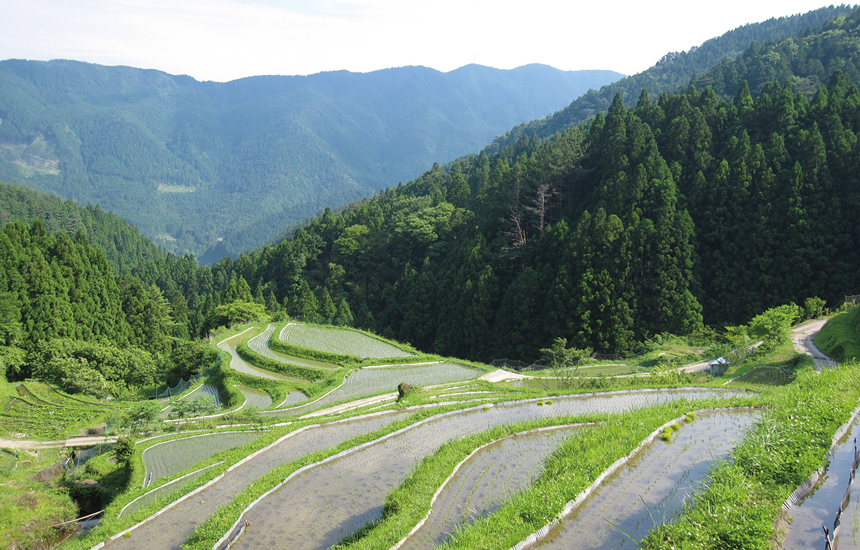 樫原の棚田