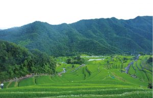 中山千枚田