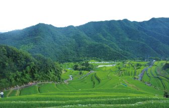 中山千枚田