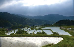 横尾棚田