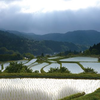 横尾棚田