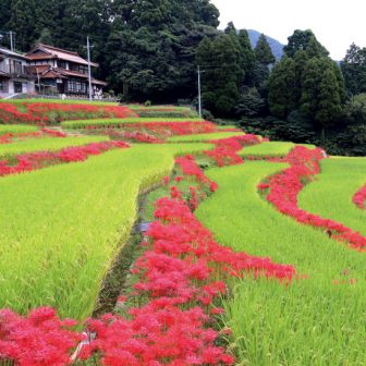 江里山の棚田
