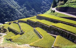 石垣の村　棚田