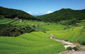 春日の棚田