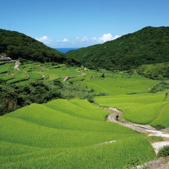 春日の棚田