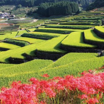 鬼木の棚田