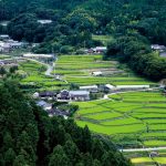 竹（たけ）｜　福岡県東峰村