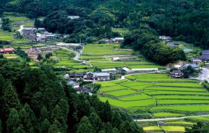 竹の棚田