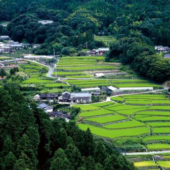 竹の棚田