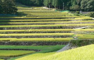 八重の棚田