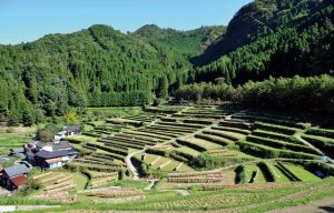 山浦早水の棚田