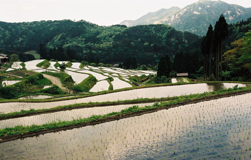 畑の棚田