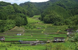 鬼ノ口の棚田