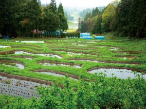金山棚田