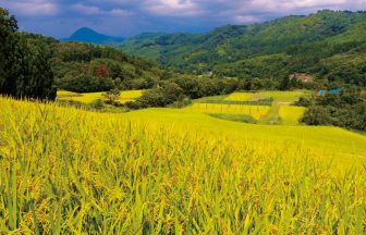 本木・早稲田棚田