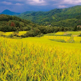 本木・早稲田棚田