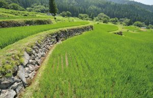 福島新田の棚田
