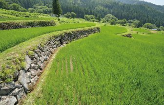 福島新田の棚田