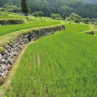 福島新田の棚田