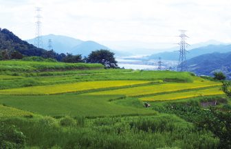 今寺の棚田