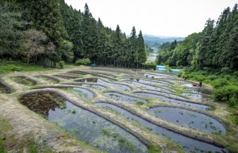 金山棚田