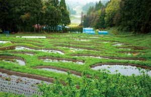 金山棚田
