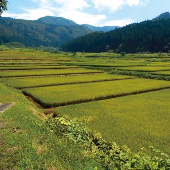 中沢棚田