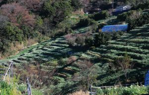 梨子ケ平の棚田
