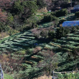 梨子ケ平の棚田