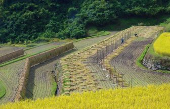沢尻棚田