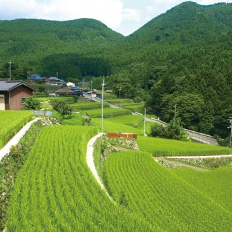 岩座神の棚田