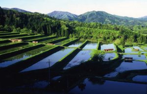 大原新田の棚田