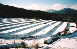 大原新田の棚田