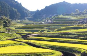 乙大木谷の棚田