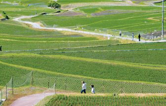 坂本の棚田