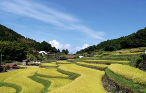 田和の棚田