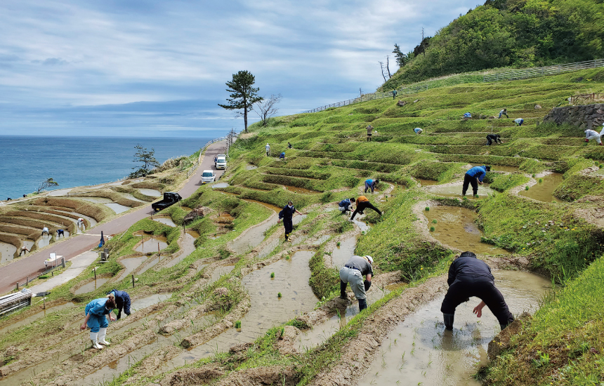 市民ボランティアによる田植え