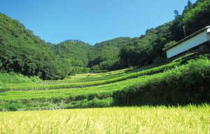 堂の坂の棚田