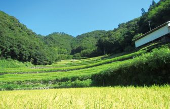 堂の坂の棚田