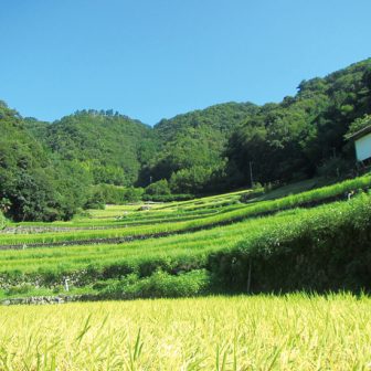 堂の坂の棚田