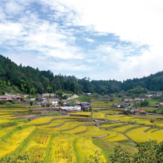井仁の棚田