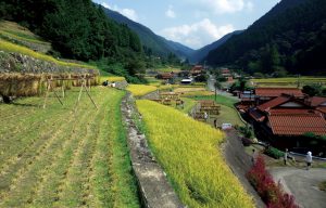 三谷の棚田