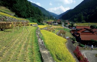 三谷の棚田