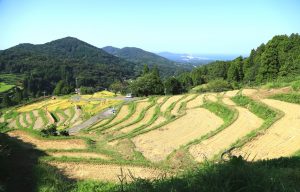室谷の棚田