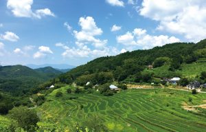 上山棚田
