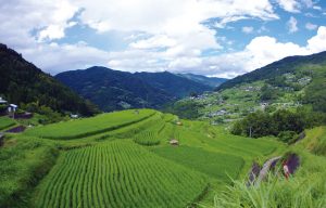 八畝の棚田